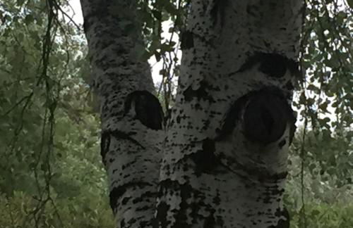 MÍ casa YOUR HOME - Photo 37