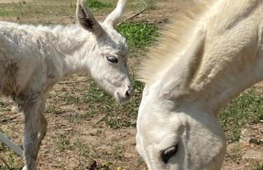 Agriturismo AgriTexS - Foto 28