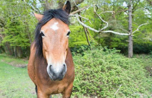 Wonderful thatched cottage in the New Forest National Park - Photo 16