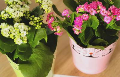 Luxury Apartment Collection Sea Suite Jacuzzi - Foto 14