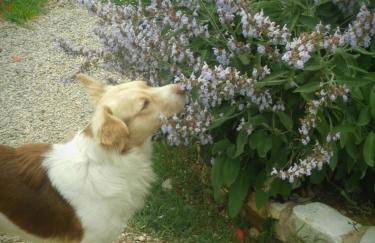 CASETTO ROSSO - Foto 54