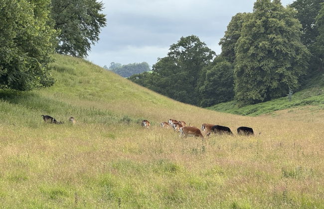 Bronfelin & Troed-y-rhiw Holiday Cottages - Foto 35