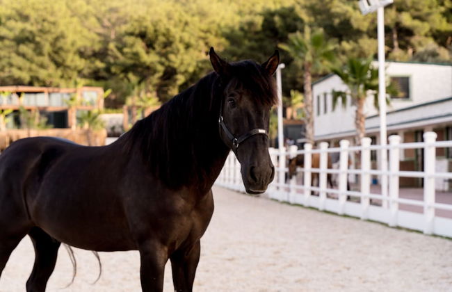 Asha Country - Foto 9