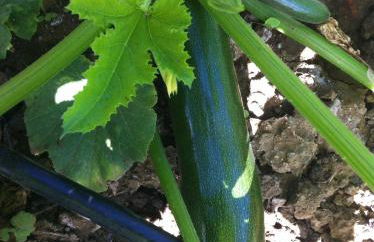 Quintinha do Zé da Lola - Foto 23