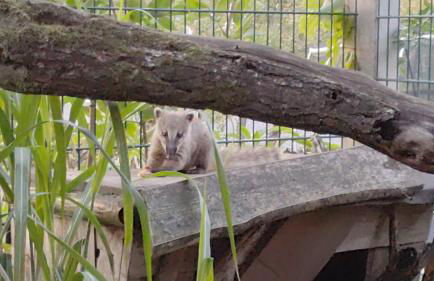 Nikis FeWo an den Dörenther Klippen - Foto 50