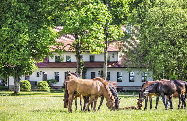 Dwór Szwałk - Foto 46