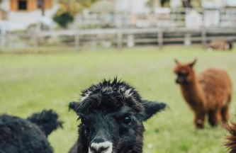 Residence Hoferhof - Foto 37