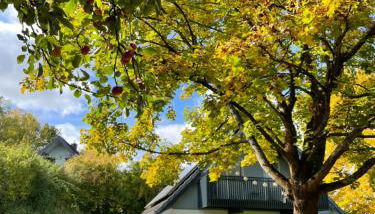 All inclusive Ferienhaus JULYN , Seepark - Photo 4, Garden, Garden view