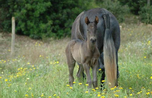 Agroturisme Son Samà - Foto 8