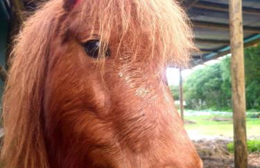 Sondela Self Catering - Foto 57