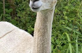 Oak Cottage - Foto 56