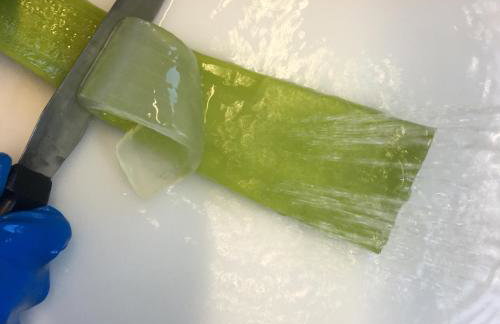 Spacious n comfortable Aloe Vera farm house - Photo 6