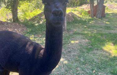 Gîte La Borie - Foto 31