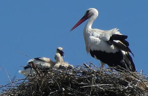 Ferienwohnung Schindler mit Balkon - Foto 21