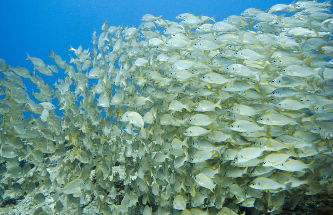 Immersione per principianti a Costa Adeje - Foto 4