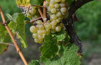 Zauber der Pfalz - Foto 59