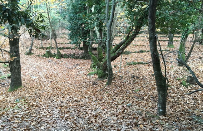 Despina studios and rooms - Foto 33