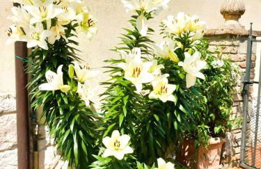 Borgo San Savino - Photo 53