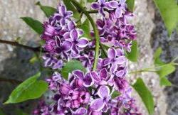 Ferienwohnung Die Alte Schule - Foto 40