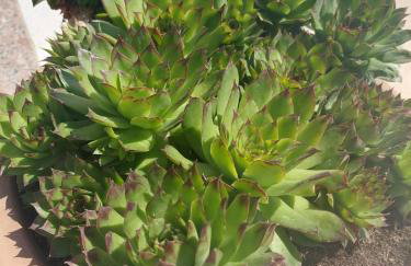 Apartments Zulim - Foto 15