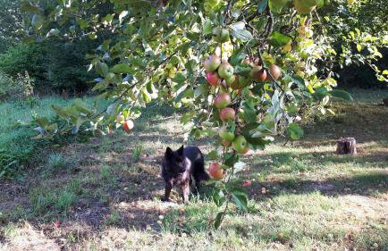Łabądkowo - Foto 8
