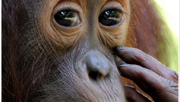 Borneo Private Cruise + Orangutan Watching - Foto 3