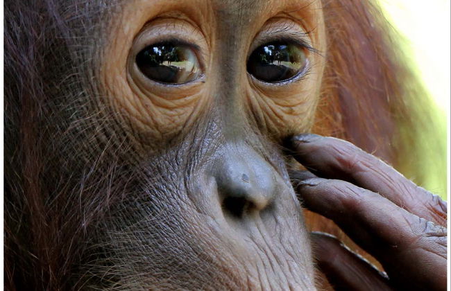 Crucero privado por Borneo con avistamiento de orangutanes en barco superior - Foto 3