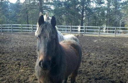 Enchanting Cabin with Beautiful Views near Glacier National Park, Montana - Foto 12