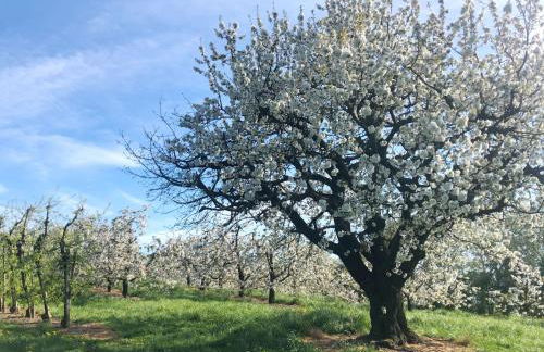 Beim Dorfbach - Die Hofchalets - Foto 4