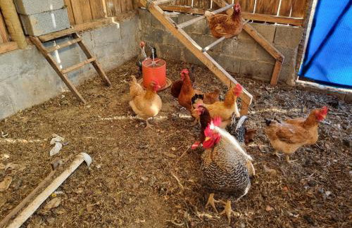 Chácara Áquila - Foto 59