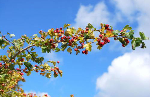 Ferienwohnung im Hochland - Foto 14