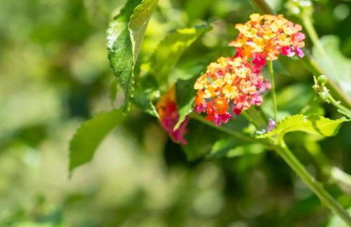 JERA Holiday Collection VULCANO TRE - Sea View - Foto 38