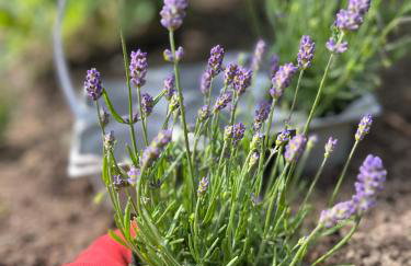 LAWENDOWA PRZYSTAŃ - dom nad rzeką - Brenna, 10 osób, sauna, balia z jacuzzi, ogród, plac zabaw - Foto 8