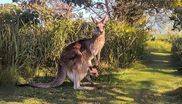 North Stradbroke Island Day Trip - Foto 3