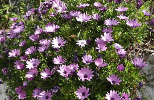 Meltemi Studios and Apartments - Photo 36