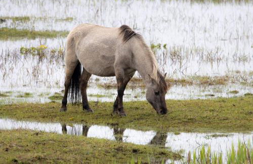 TATANKA Dom w Puszczy & SPA na Polanie - Foto 47