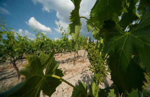 Agriturismo La Mirandola - Foto 48