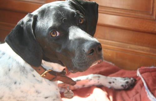 La Petite Seigneurette1 - Foto 27