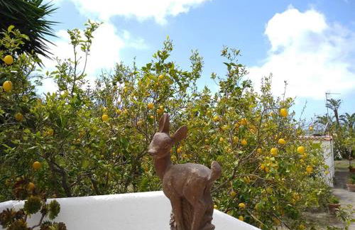 Residence Limoneto Ischia - Foto 44