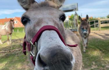Ferienhof Kluvetasch Appartement Nr 2 - Strandmuschel - Foto 33