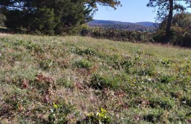 Cabin with a tree house on a buffalo farm . - Foto 19