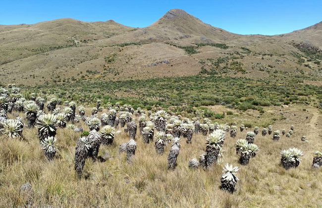 Excursion au Páramo d'Ocetá - Photo 8
