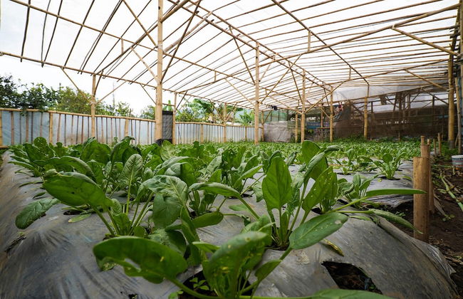 OYO Homes 91006 Eco Tourism Desa Cibodas Areng 5 Syariah - Photo 44