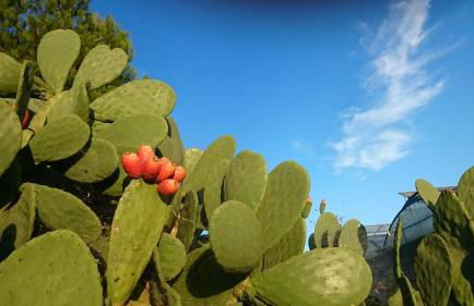 Agriturismo Torrevecchia - Foto 32