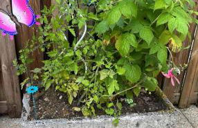 La maison papillon - Foto 15