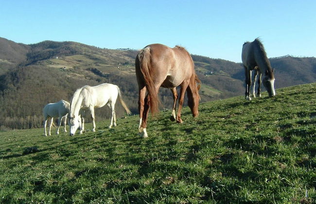 Farmhouse With Stables, Horses and the Ability to Make Horseback Riding - Foto 77