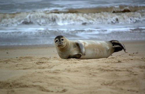 Sunbeach Chalets - Foto 14