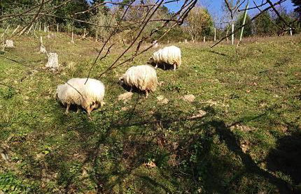 ANTZOMENDI - Foto 26