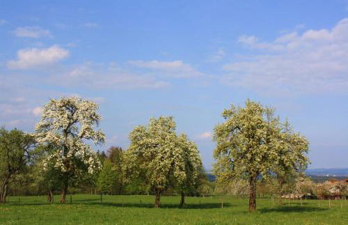 Appartements Apfelblüte - Foto 32