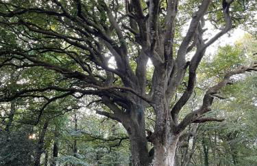Lieu paisible et indépendant - Foto 46